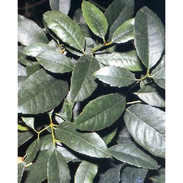fourtwenty-230747