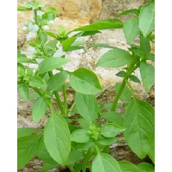 fourtwenty-230855