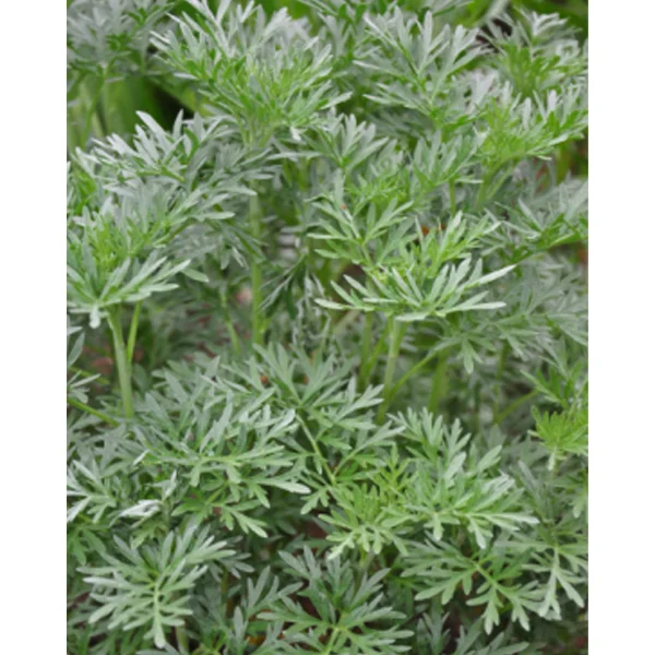 fourtwenty-230861