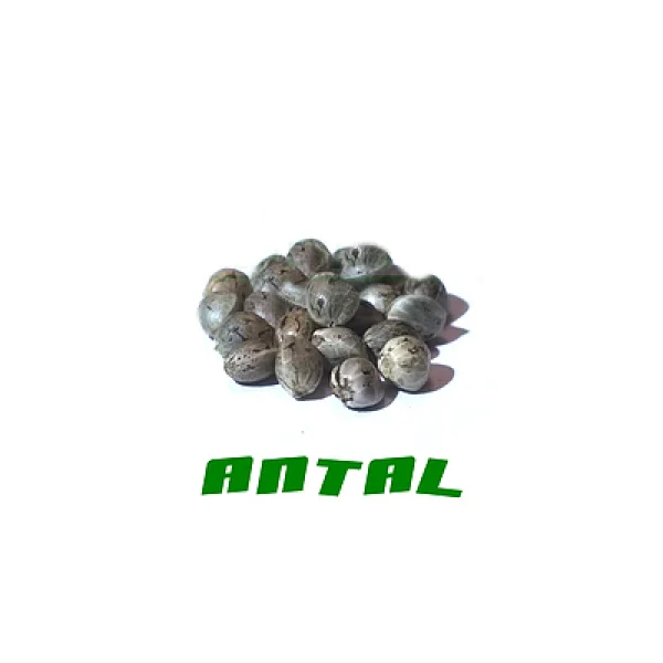 fourtwenty-238619