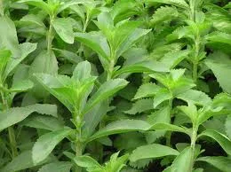 fourtwenty-241422