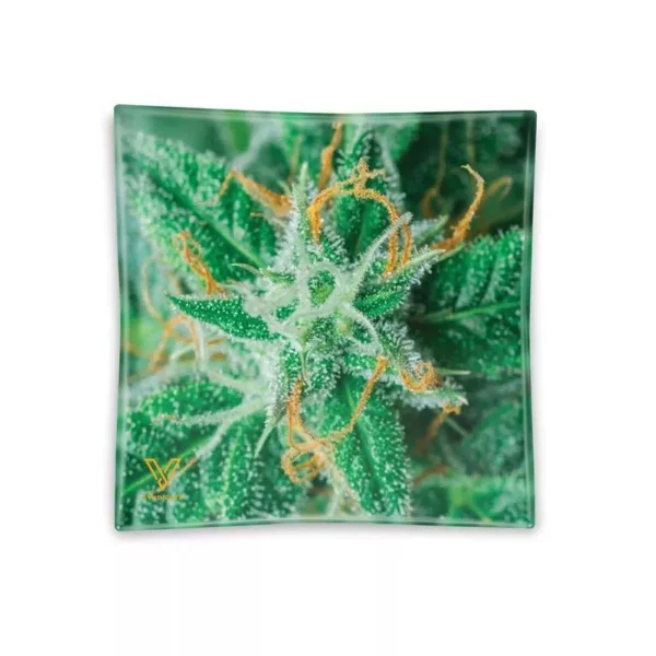 fourtwenty-243493