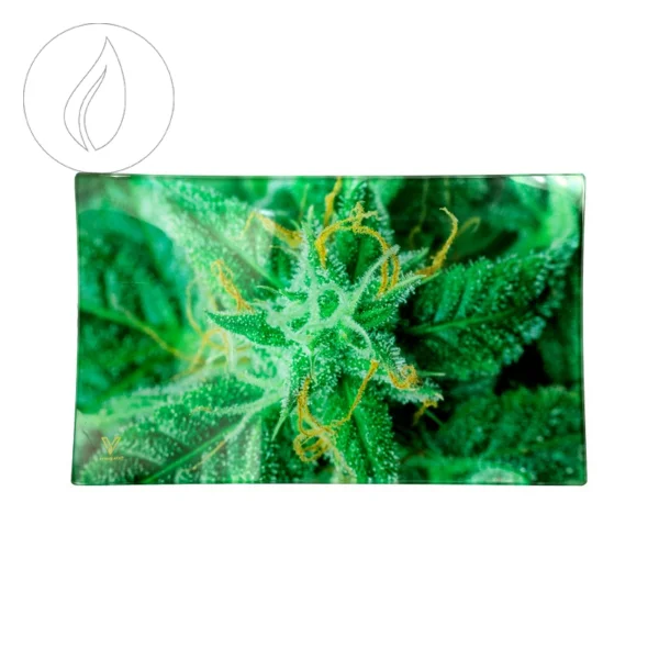 fourtwenty-250564