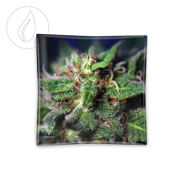 fourtwenty-250667