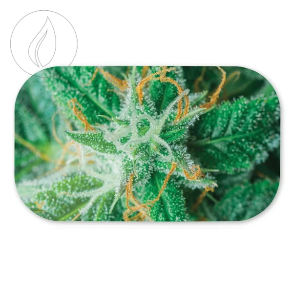 fourtwenty-250768