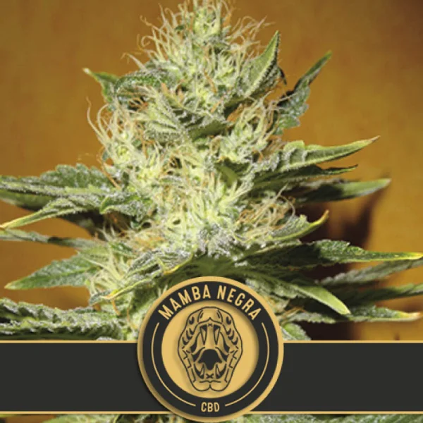 fourtwenty-254536