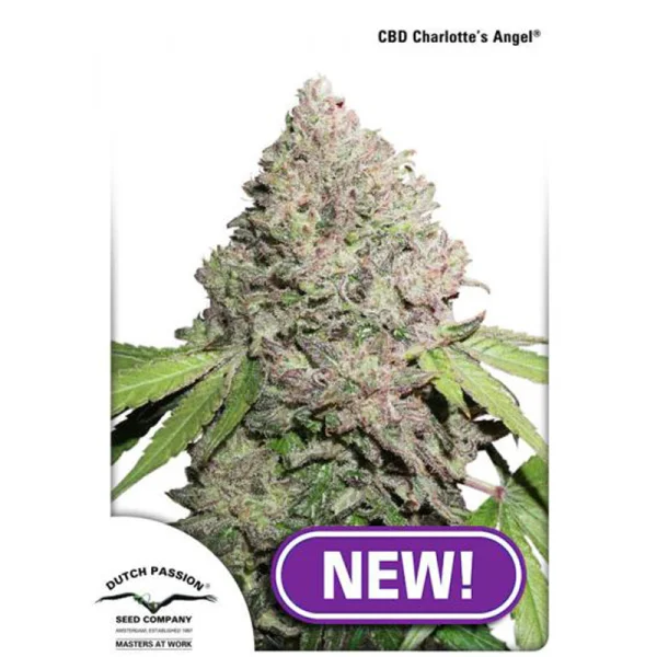fourtwenty-254548