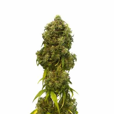 fourtwenty-254549