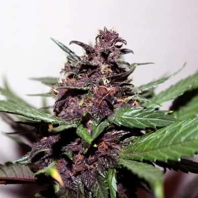 fourtwenty-254611