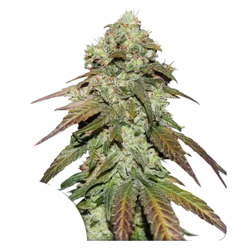 hempbasement-352917